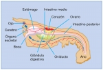 Un crustáceo representativo, el bogavante americano, Homarus americanus