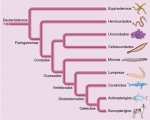 Posibles relaciones filogenéticas entre los deuteróstomos