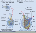 Dos etapas en la vida de un tunicado