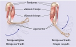 El músculo estriado