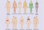 Los principales sistemas del cuerpo humano adulto y sus funciones