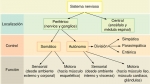 Subdivisiones del sistema nervioso de los vertebrados