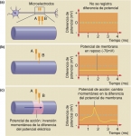 El potencial eléctrico de membrana