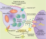 Fisiología de una sinapsis química