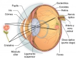Vista tridimensional del ojo humano