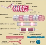 La contracción muscular