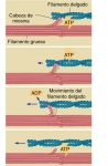 La contracción muscular