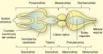 El encéfalo de los vertebrados