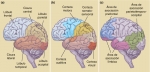 La corteza cerebral humana