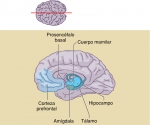 Consolidación y almacenamiento de la memoria en el cerebro
