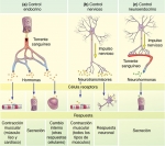 Sistemas de control endocrino y nervioso