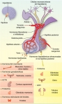 Interrelaciones entre el hipotálamo y la hipófisis
