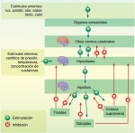 Control hormonal por retroalimentación