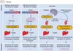 Regulación hormonal de la glucosa sanguínea