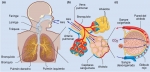 El sistema respiratorio humano