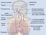 Diagrama del mecanismo de control nervioso de la respiración