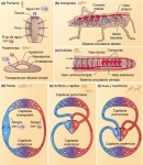 Diversidad de sistemas circulatorios