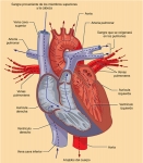 El corazón humano