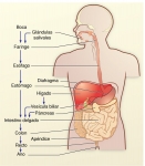 Tubo digestivo humano: recorrido del alimento