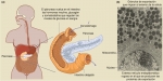 El páncreas en el sistema digestivo humano
