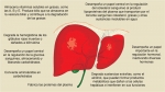 Funciones del hígado