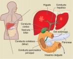 El hígado, la vesícula biliar y el páncreas