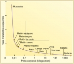 Tasa metabólica y tamaño corporal