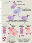 Teoría de selección clonal de la formación de anticuerpos