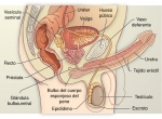 El sistema reproductor masculino humano