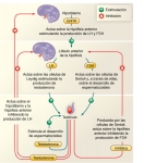 Hormonas que controlan el funcionamiento de los testículos