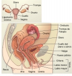Sistema reproductor femenino humano