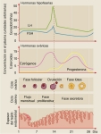 El ciclo menstrual