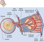 La placenta