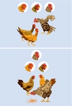 El orden de picoteo en las gallinas