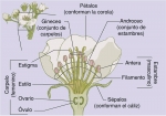 La flor de un peral