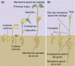 Desarrollo de plántulas monocotiledóneas y dicotiledóneas