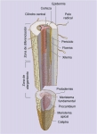 Las regiones de crecimiento de una raíz de dicotiledónea