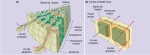 Dos vías de absorción de agua y sustancias disueltas de una raíz