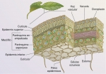 Estructura de una hoja típica