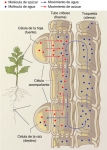 Mecanismo de flujo por presión en el cuerpo de la planta