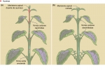 La dominancia apical en Coleus