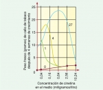 La respuesta de células de tabaco a combinaciones de auxina (AIA) y citocinina (cinetina)