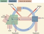 Diagrama de flujo de un ecosistema