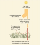 Productividad bruta versus productividad neta