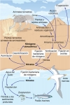 El ciclo del nitrógeno